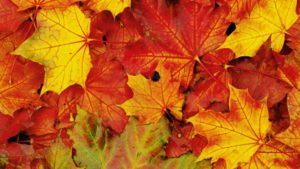 foglie-d_autunno-di-antonio-resta